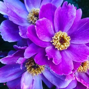 Meet your Posher, Jess